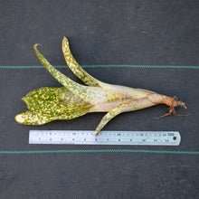 Load image into Gallery viewer, Billbergia 'Fantasia'