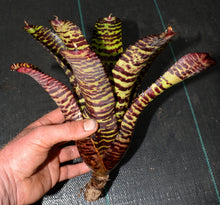 Load image into Gallery viewer, Neoregelia 'Hanniball Lecter' - Andy's Air Plants