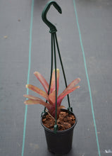 Load image into Gallery viewer, Neoregelia 'Super Fireball' - Andy's Air Plants