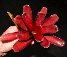 Load image into Gallery viewer, Neoregelia 'Super Fireball' - Andy's Air Plants