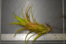 Load image into Gallery viewer, Aechmea recurvata - Andy's Air Plants