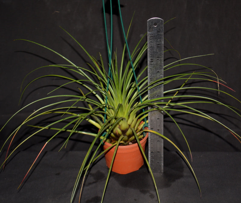 punctulata air plant Tillandsia punctulata