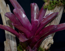Load image into Gallery viewer, Neoregelia 'Granada' x 'Royal Flush'
