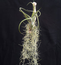 Load image into Gallery viewer, Tillandsia caput-medusae Mounted on drift wood - Andy's Air Plants