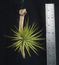 Load image into Gallery viewer, Tillandsia espinosae Mounted on drift wood - Andy's Air Plants