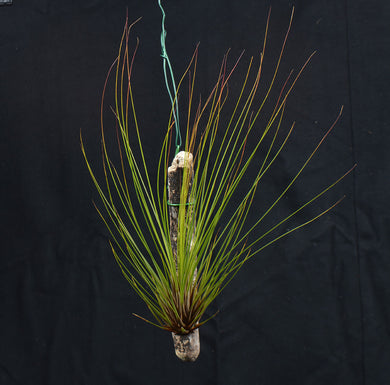 Tillandsia juncifolia mounted on drift wood - Andy's Air Plants