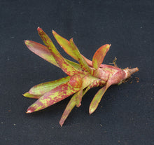 Load image into Gallery viewer, Neoregelia 'Whim' - Andy's Air Plants