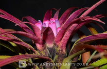 Load image into Gallery viewer, Aechmea recurvata var. benrathii - Andy's Air Plants