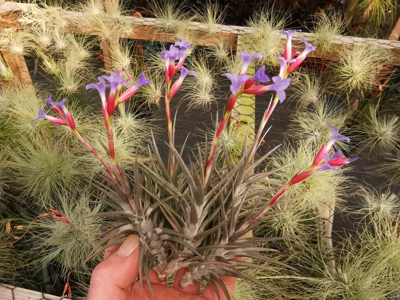 Tillandsia jonesii