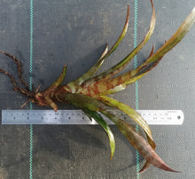 Load image into Gallery viewer, Aechmea 'Vaquero'