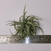Load image into Gallery viewer, Tillandsia bergeri x recurvifolia var. subsecundifolia