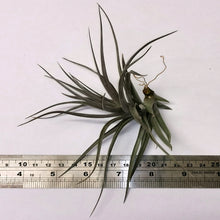 Load image into Gallery viewer, Tillandsia aeranthos Purple leaf