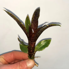 Load image into Gallery viewer, Neoregelia 'Adonis'