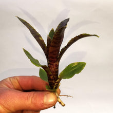 Load image into Gallery viewer, Neoregelia 'Adonis'