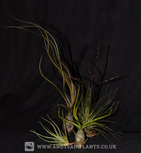 Load image into Gallery viewer, Mesic Selection Pack - Andy's Air Plants