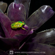 Load image into Gallery viewer, Neoregelia 'Granada' x 'Royal Flush'