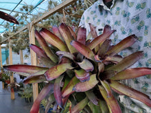 Load image into Gallery viewer, Neoregelia dungsiana x carcharodon Giant