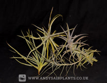 Load image into Gallery viewer, Scented Selection Pack - Andy&#39;s Air Plants