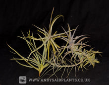 Load image into Gallery viewer, Scented Selection Pack - Andy's Air Plants