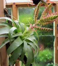 Load image into Gallery viewer, Tillandsia 'Samantha' - Andy's Air Plants