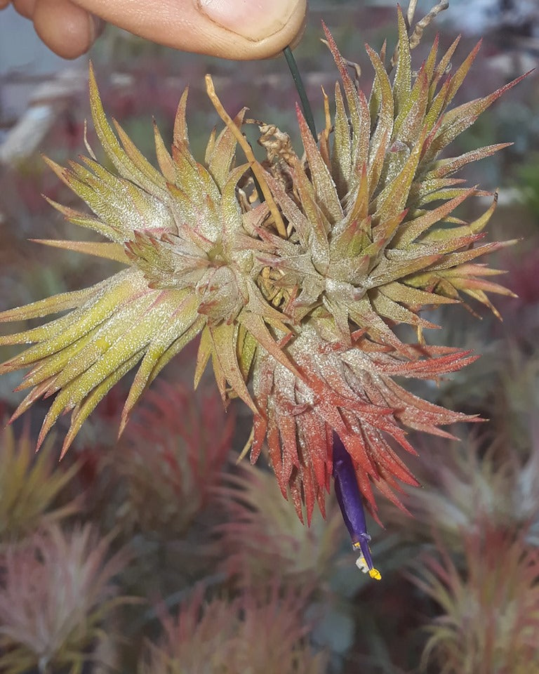 Tillandsia_ionantha_Peanut_120