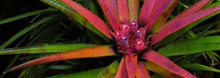 Load image into Gallery viewer, Aechmea recurvata var. recurvata - Andy&#39;s Air Plants