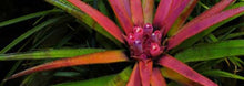 Load image into Gallery viewer, Aechmea recurvata var. recurvata - Andy's Air Plants