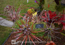 Load image into Gallery viewer, Aechmea recurvata var. recurvata - Andy's Air Plants