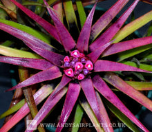Load image into Gallery viewer, Aechmea recurvata var. benrathii - Andy's Air Plants