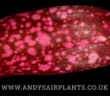 Load image into Gallery viewer, Billbergia 'Cherry Bomb'