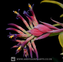 Load image into Gallery viewer, Billbergia 'Fosters Striate' - Andy's Air Plants