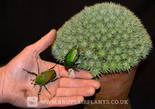 Load image into Gallery viewer, Deuterocohnia brevifolia - Andy's Air Plants
