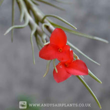 Load image into Gallery viewer, Beginners Selection Pack number 2 - Andy&#39;s Air Plants