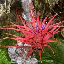 Load image into Gallery viewer, Beginners Selection Pack number 4 - Andy's Air Plants