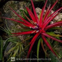 Load image into Gallery viewer, Tillandsia multiflora Mounted on drift wood - Andy's Air Plants