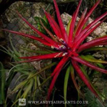 Load image into Gallery viewer, Beginners Selection Pack number 3 - Andy&#39;s Air Plants