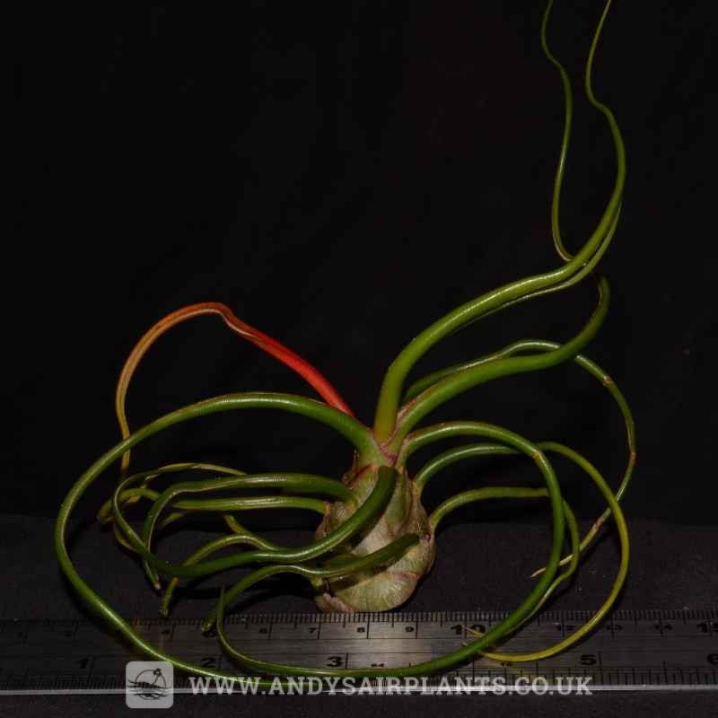 aloe vera plant buy 4