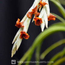 Load image into Gallery viewer, Scented Selection Pack - Andy's Air Plants