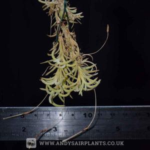 Tillandsia capillaris 'Holgeri' - Andy's Air Plants