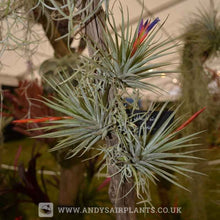 Load image into Gallery viewer, Tillandsia espinosae Mounted on drift wood - Andy's Air Plants