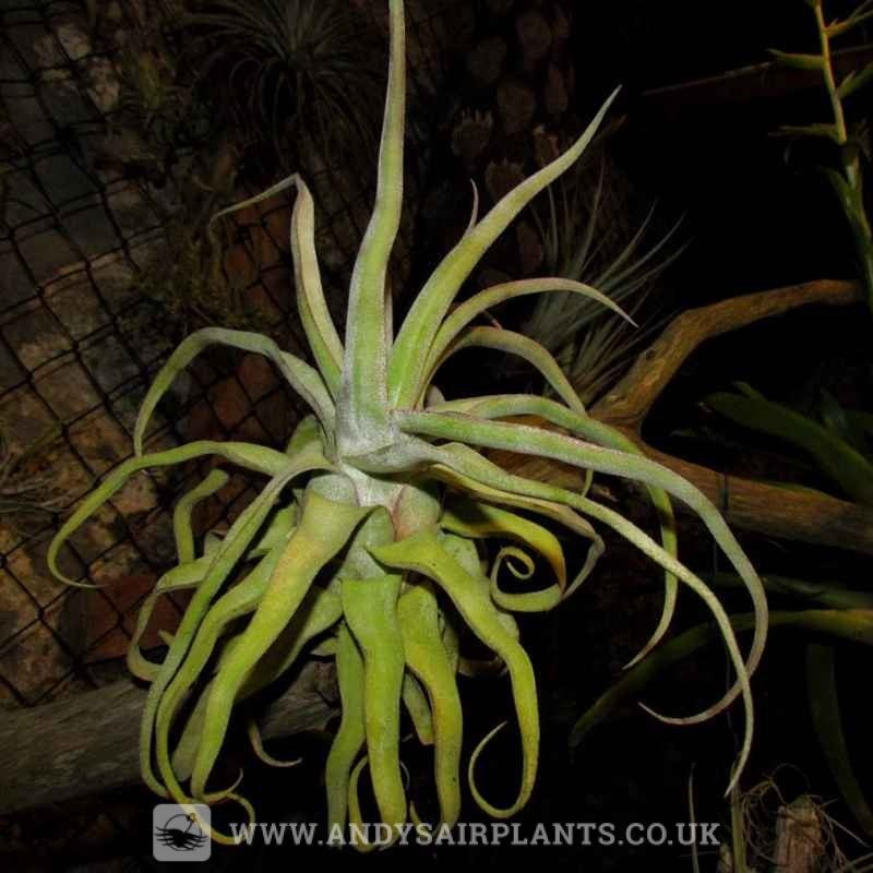 streptophylla air plant Tillandsia streptophylla