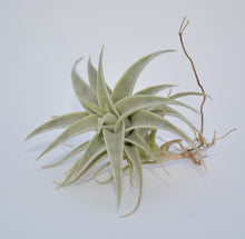 Load image into Gallery viewer, Tillandsia edithae - Andy&#39;s Air Plants