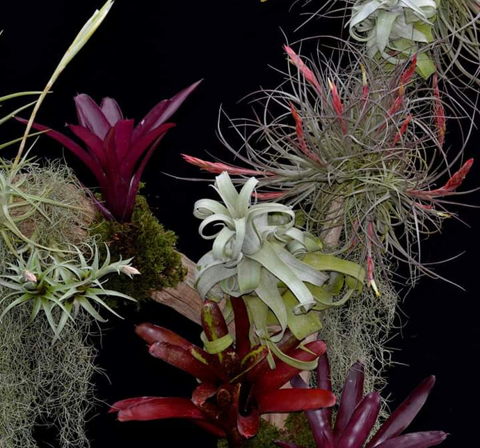Bromeliad Display/Show Branches from 2019
