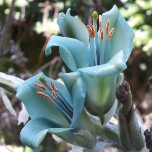 Puya coerulea in flower