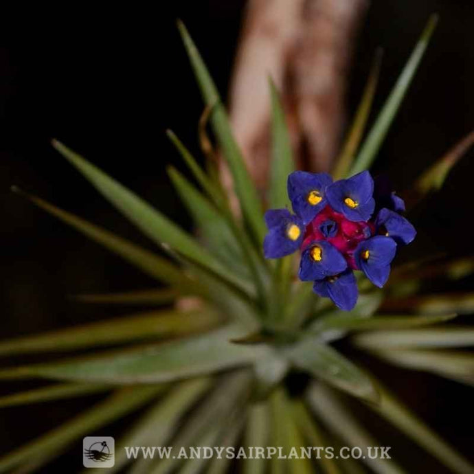 What is an Air Plant?
