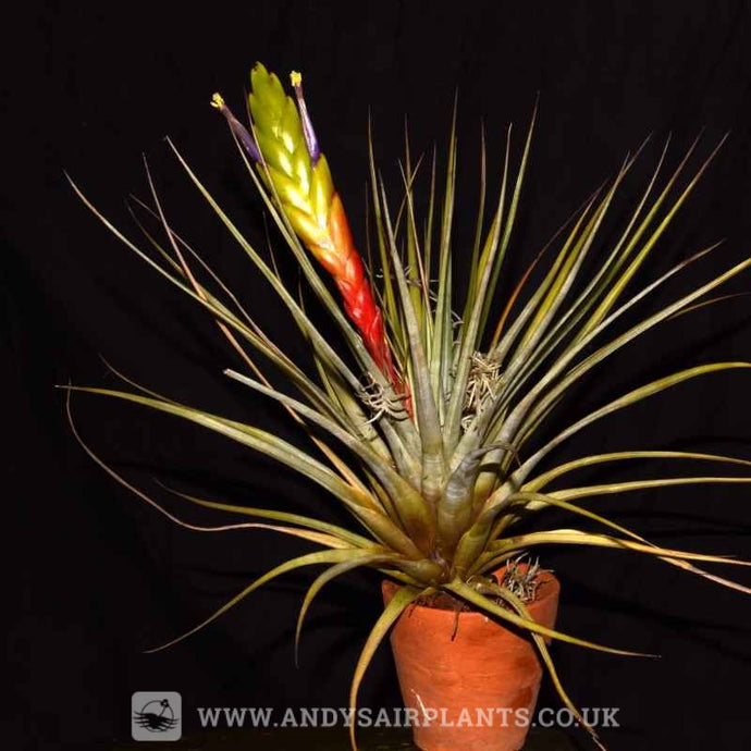 Mounting and Displaying your Air Plants