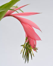 Load image into Gallery viewer, Billbergia x windii