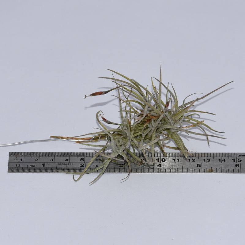 Tillandsia capillaris