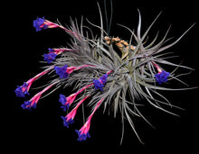 Load image into Gallery viewer, Tillandsia aeranthos Purple leaf