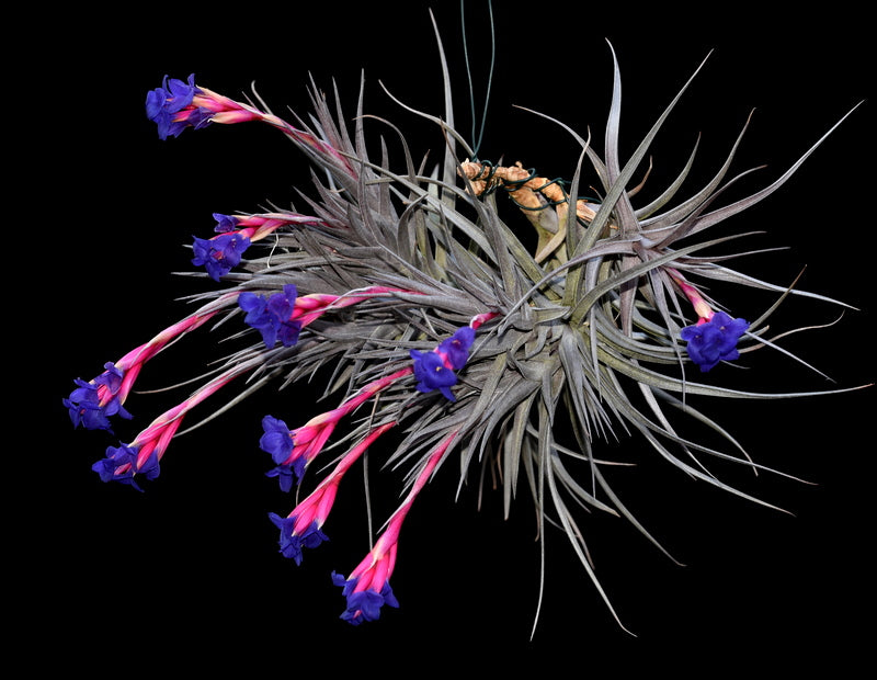 Tillandsia Kautskyi Hybrid Purple 速達発送 Tillandsia kautskyi hybrid (purple silver form) - Bird Rock Tropicals